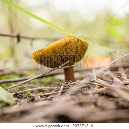 fresh edible mushroom in a forest in the nature .