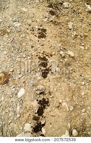 cow shit on the road as a background