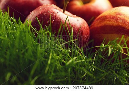 Apple Red Color Fallen On Fresh Green Grass