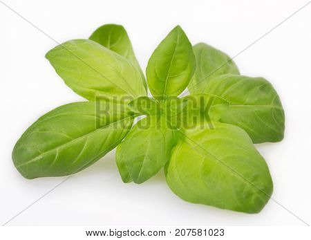 fresh basil isolated on white background close-up