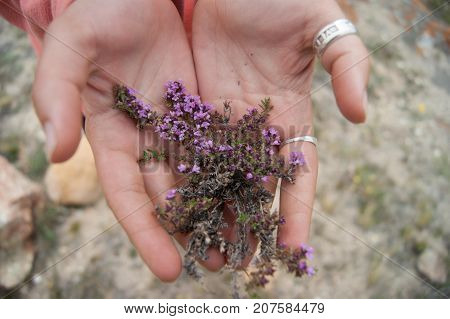 Early Thyme herb with flowers in girls hands