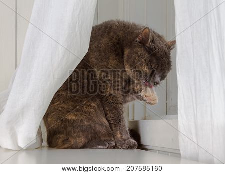 Grey cat sits in front of window with white curtains and white background, licking its dirty paw, seeking some privacy and enjoying life