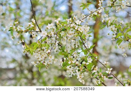 Blossoms of cherry tree in the spring on the background of sky.