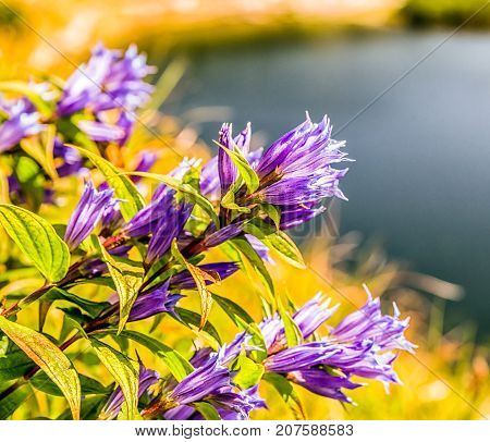 Violet flowers and lake Rohacske plesa in West Tatras mountains Slovakia.