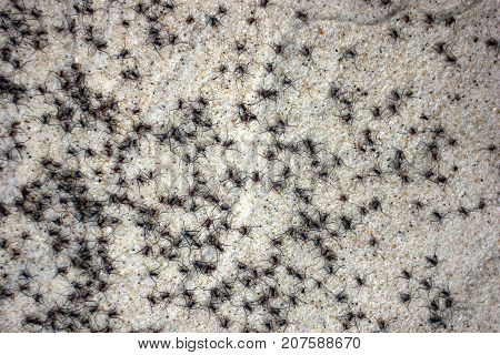 Little black insect out of the water on a sandy beach