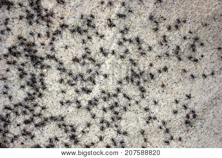 Little black insect out of the water on a sandy beach
