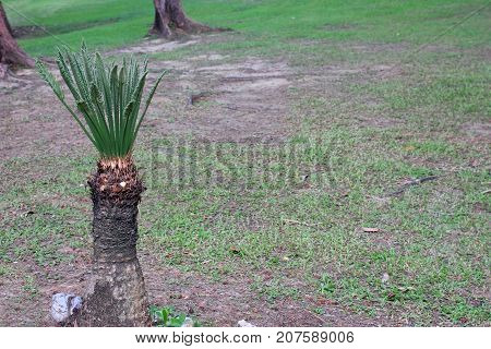 New leaves of cycad in the gardenRain forest in Thailand.