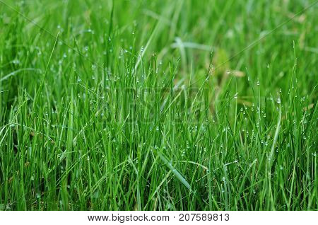 background of dew drops on bright green grass