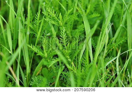 background of dew drops on bright green grass