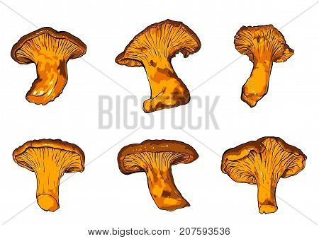 vector illustration of various fungi Chanterelle. Vector