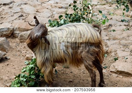 Brown and white goat scratching her back on the island of Crete