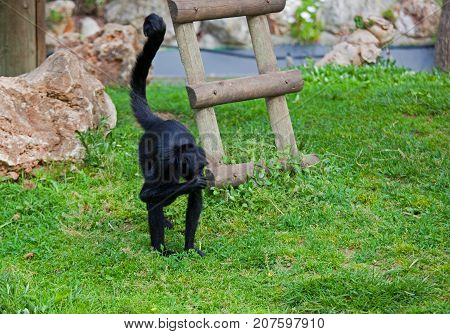 black headed spider monkey . Ateles fusciceps .