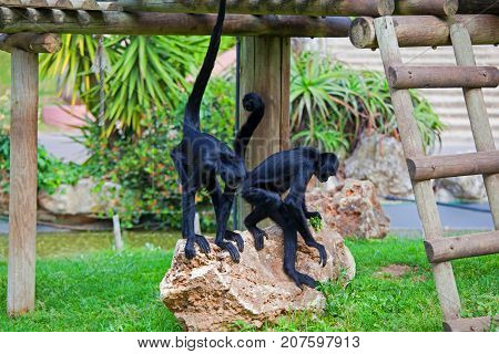 black headed spider monkey . Ateles fusciceps .