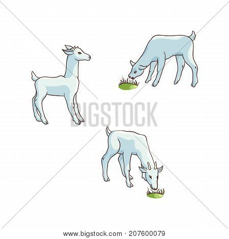vector flat cartoon countryside farm rural animals scene. White goats with goatling grazing green grass. Isolated illustration on a white background.