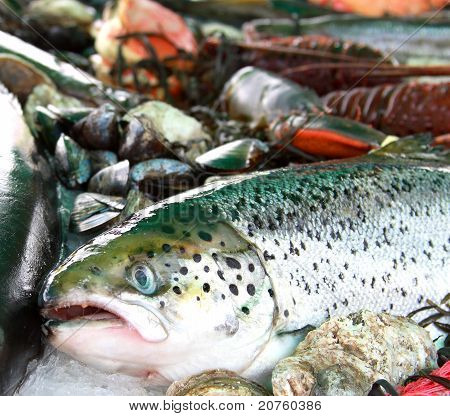 Frisk fisk og skaldyr