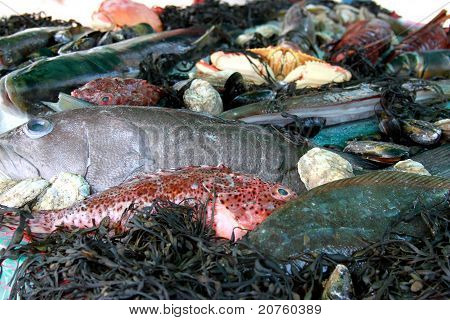 Frisk fisk og skaldyr