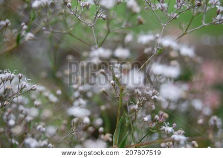 Blurred background of Gypsophila flowers stems and leaves. Also known as Baby's Breath. Delicate white pink and green shades shallow depth of field with Bokeh.