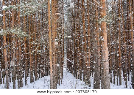 Forest plantings. Regular rows of young pines on winter snowy day.
