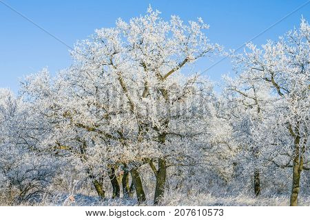 hoarfrosthoarfrost on trees in the woods in winter oak grove on trees in the woods in winter