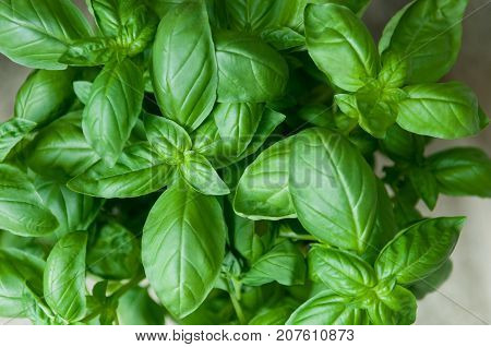 Detail of sweet fresh basil organic plant