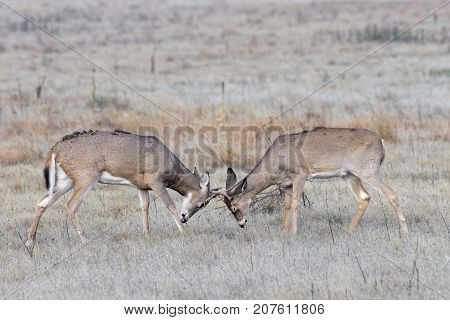 White-tailed deer bucks sparing with their young antlers.
