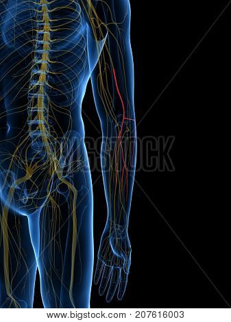 3d rendered medically accurate illustration of the Lateral Antebrachial Cutaneous Nerve