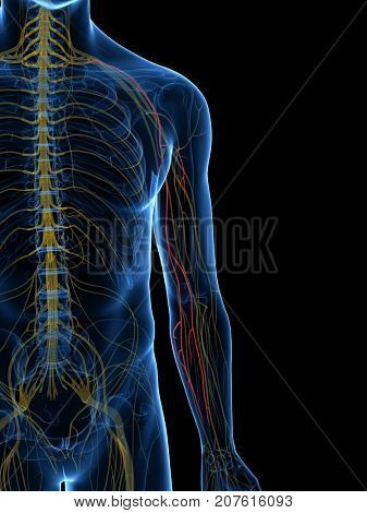 3d rendered medically accurate illustration of the Medial Antebrachial Cutaneous Nerve