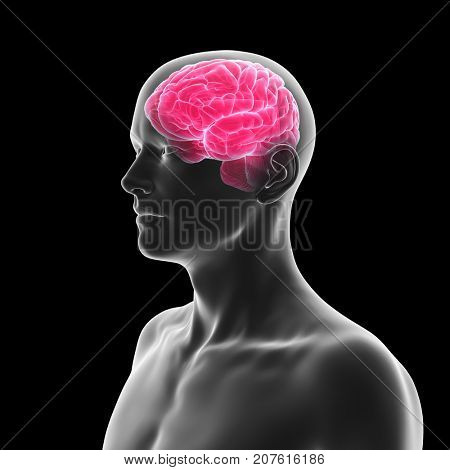 3d rendered medically accurate illustration of the human brain
