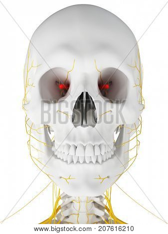 3d rendered medically accurate illustration of the optic nerve