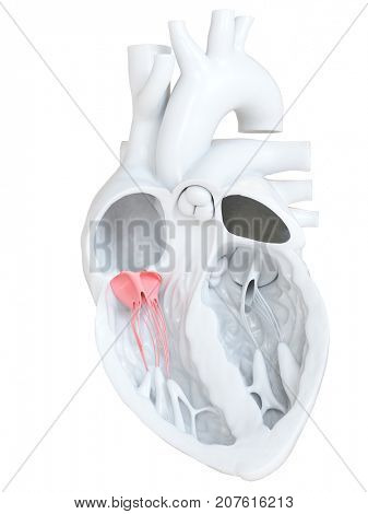 3d rendered medically accurate illustration of the tricuspid valve