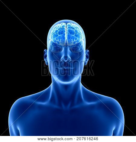 3d rendered medically accurate illustration of the human brain