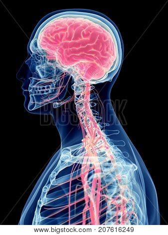 3d rendered medically accurate illustration of the human brain