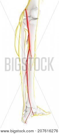 3d rendered medically accurate illustration of the tibial nerve
