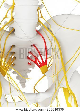 3d rendered medically accurate illustration of the sacral plexus