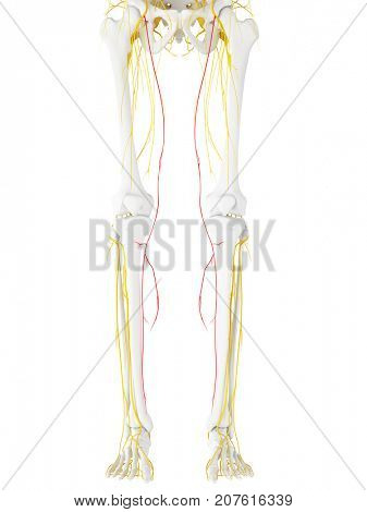 3d rendered medically accurate illustration of the saphenous nerve