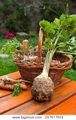 Parley Celery and Carrots in the Wicker Basket.