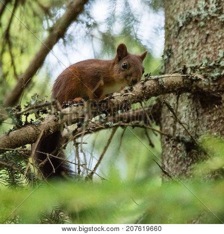 Squirrel looking down from a treebranch in a swedish forest