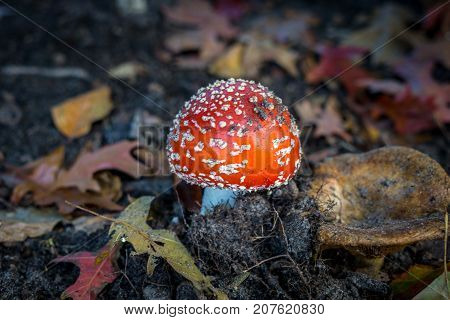 fly agaric fly amanita muscaria in the forest