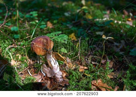 One Brown Mushroom, Lurid Bolete, In The Woods.