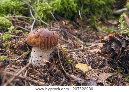 One Brown Mushroom, Lurid Bolete, In The Woods.