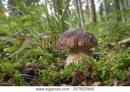 One Brown Mushroom, Lurid Bolete, In The Woods.