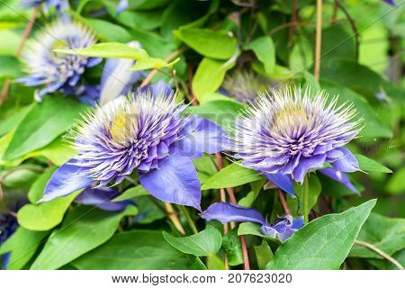 Closeup bright blue flower of blossoming Clematis Jackmanii
