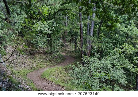 View of path through  lush green early autumn forest, lulin mountain, Pancharevo, Bulgaria