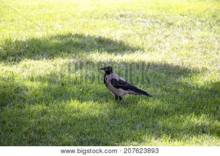 Magpie walks around the lawn looking around