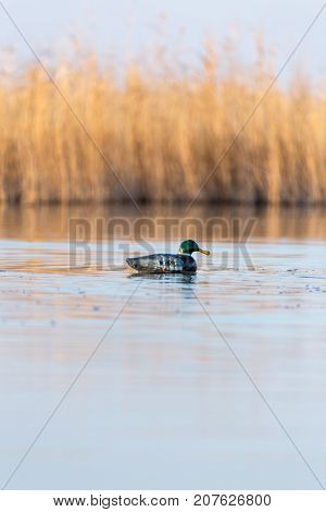 duck on the lake in the nature