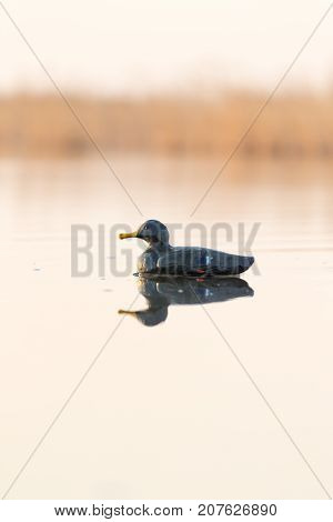 duck on the lake in the nature