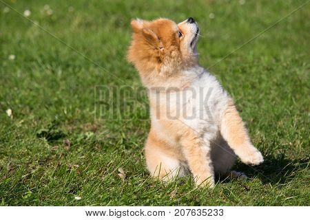 small dwarf spitz dog who sits and listens to his master