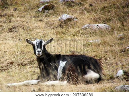Goat looking in the camera on meadow