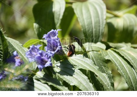 Purple flower with bumblebee sitting between leaves