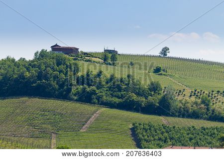 Landscape With Vineyards From Langhe,italian Agriculture